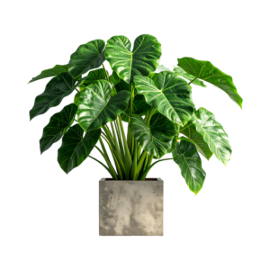 Philodendron (Heartleaf / Split-leaf type)