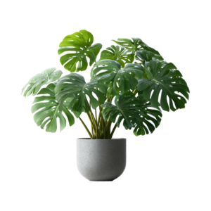 Monstera Deliciosa (Swiss Cheese Plant)